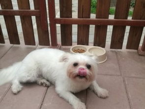 沙河專業(yè)貓咪狗狗寄養(yǎng)服務(wù) 全天候關(guān)愛您的寵物伙伴