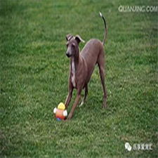 德陽專業(yè)寵物狗托管訓練多少錢？寵物服務費用全解析