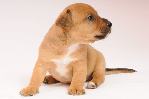 養寵新手指南 如何選擇寵物、注意事項與寵物服務